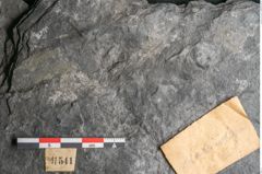 Foto (Detailansicht) von Plantae indet.  (NHMW-GEO-2024-0188-11541)